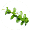Bacopa Monnieri