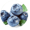 Blueberry Extract
